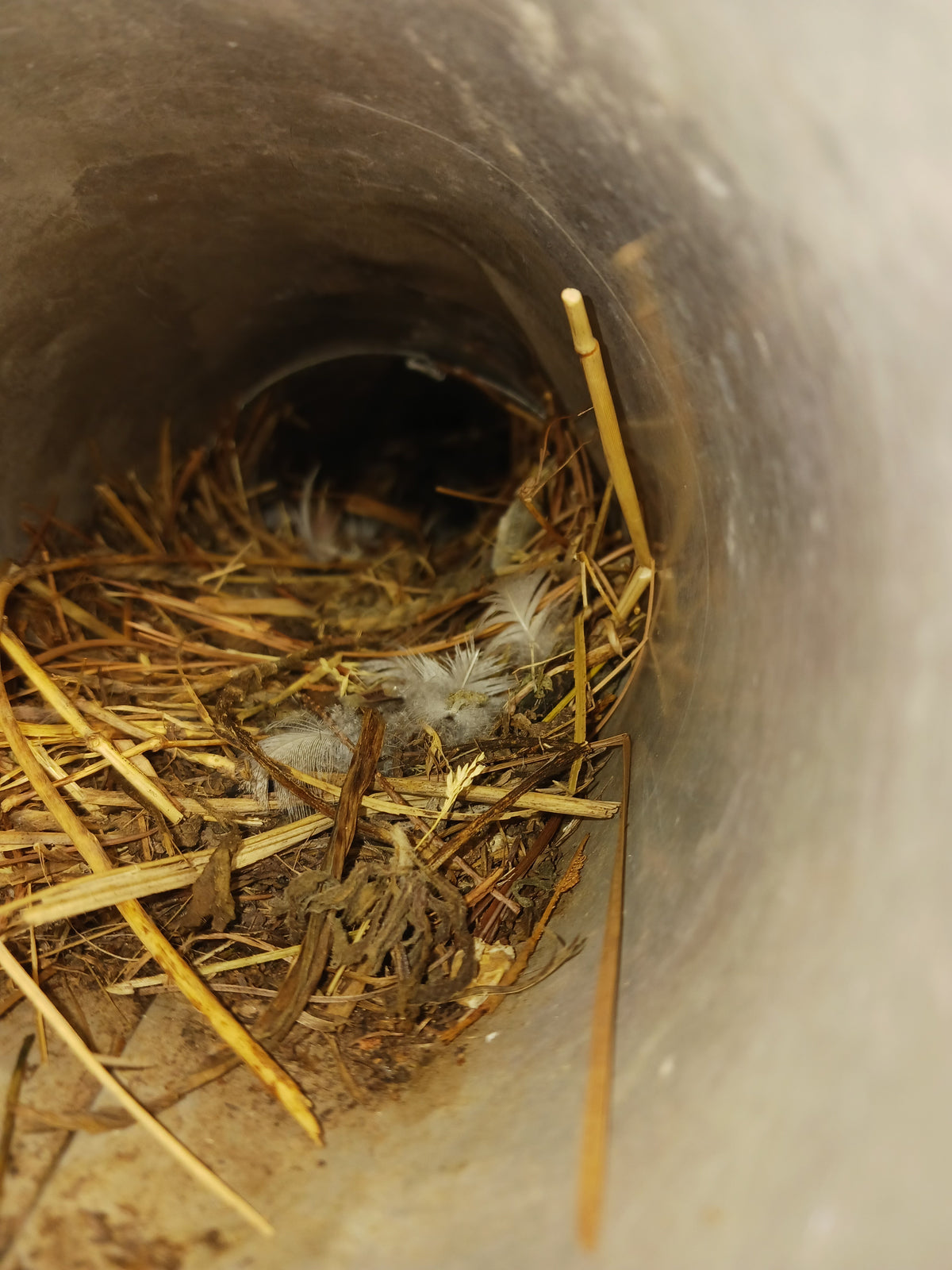 Dryer Vent Cleaning